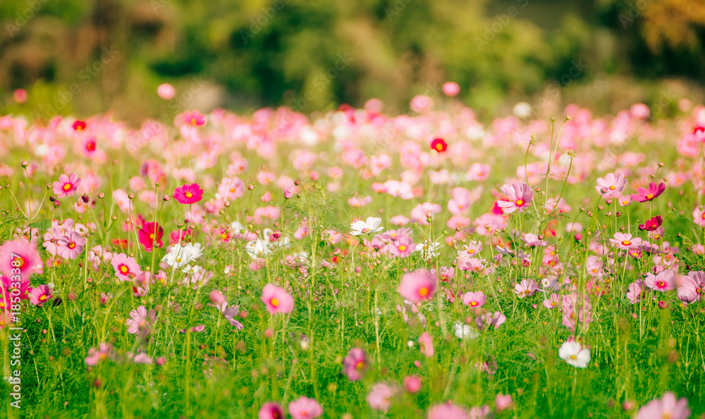 Pink flowers in the garden