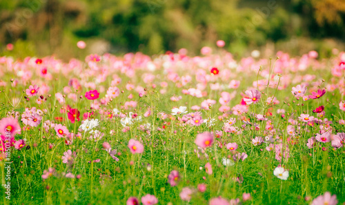 Pink flowers in the garden © Yuttana