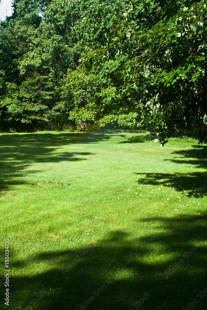 green grass with trees