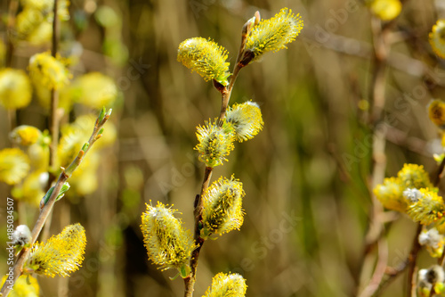 Obraz na płótnie Flowers of the pussy-willow blooming in the spring forest. w salonie
