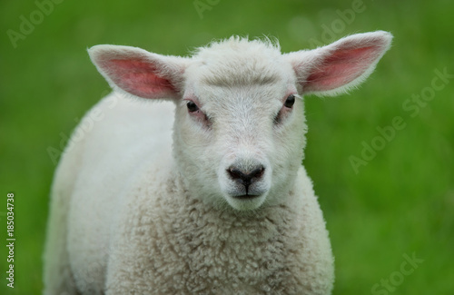 portrait of a sheep