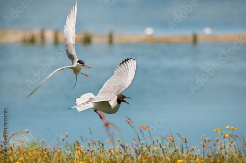 Quadro su tela black-headed gull attacking a common tern at the waterside - Texel - Netherlands