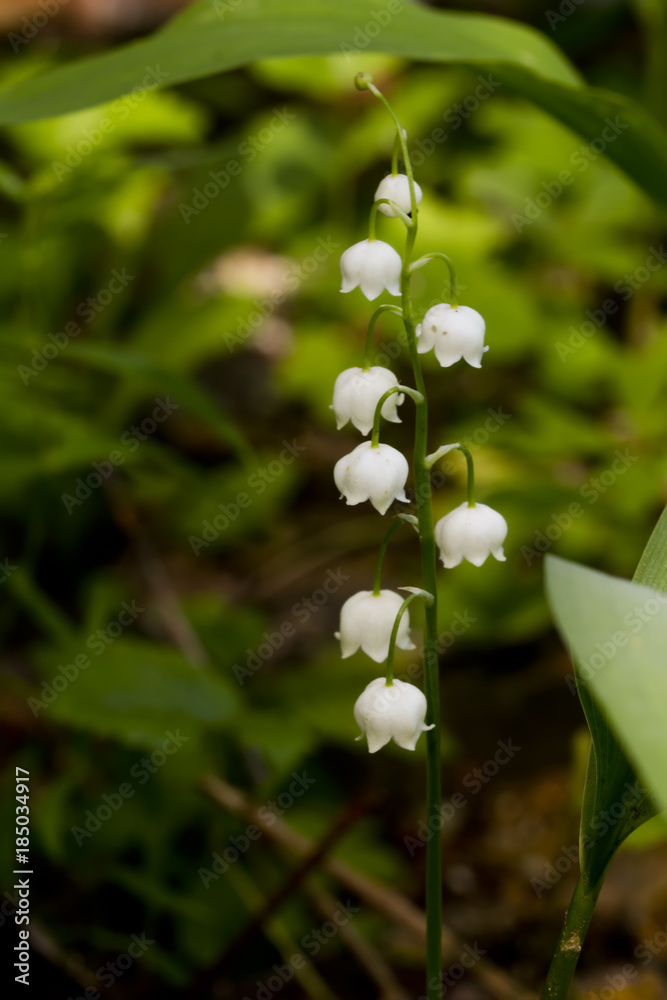 A flower of a lily of the valley blooming in a spring forest.