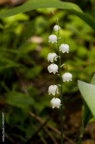 Obraz na płótnie A flower of a lily of the valley blooming in a spring forest. w salonie