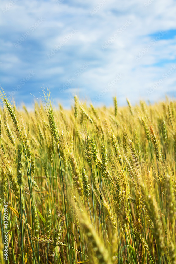A beautiful yellow, green wheat field, against a background of blue sky. Ripe grain and beauty of nature. A beautiful yellow, green wheat field, against a background of blue sky. Ripe grain and beauty of nature.