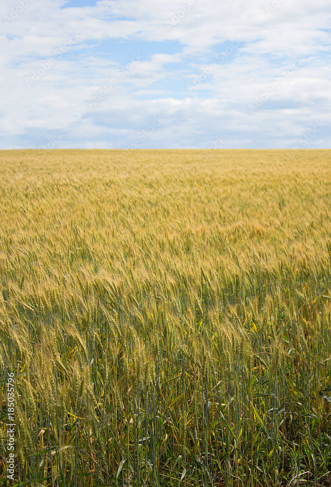 Beautiful field of wheat spikelets against the sky