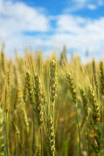 A beautiful yellow  green wheat field  against a background of blue sky.  Ripe grain and beauty of nature.