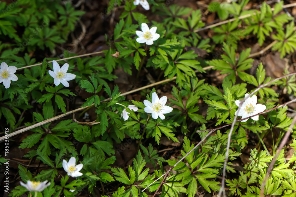 A flower anemones blossoming in the spring wood.