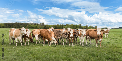 Herd of cows on a pasture in Unteralläu - Bavaria - Germany