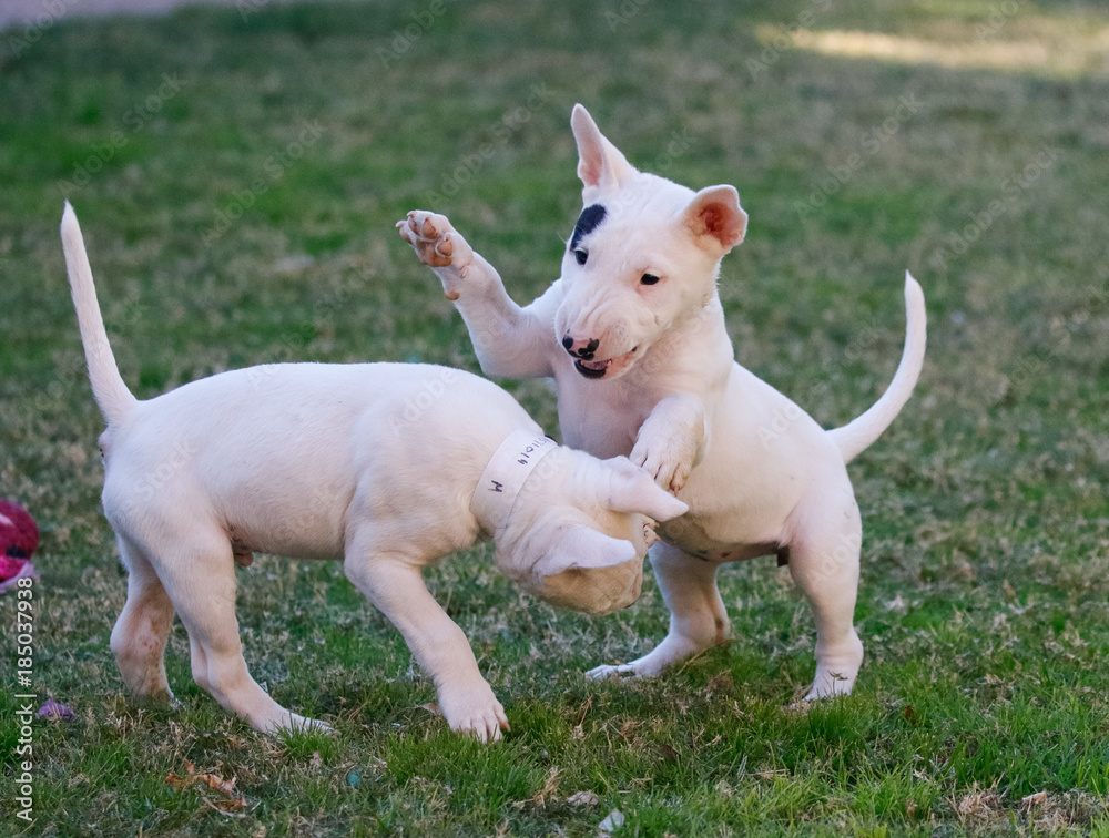 Bull terrier puppies rough housing out on the grass Bull terrier puppies rough housing out on the grass