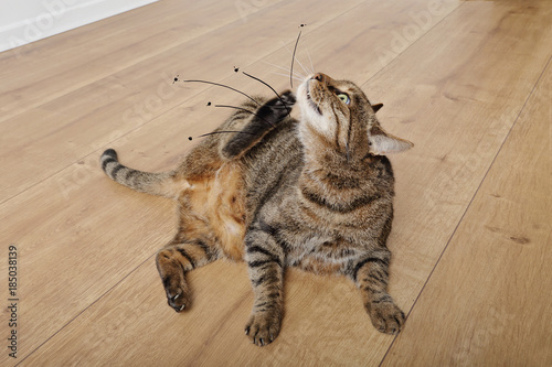 chat tigré tabby grattant ses puces dans intérieur maison photo
