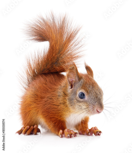 Eurasian red squirrel. photo