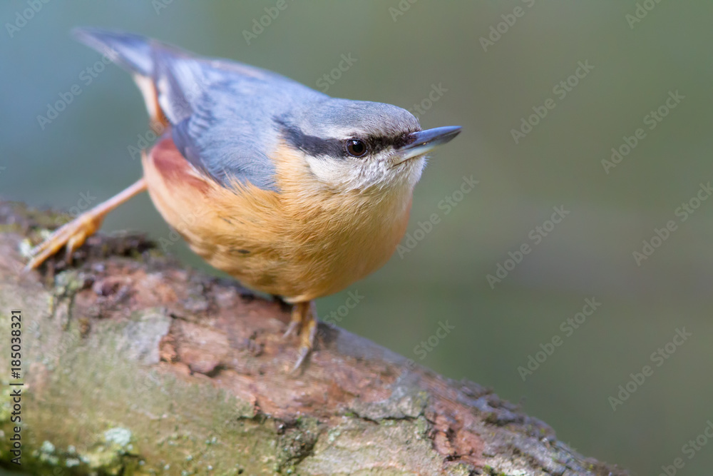 Kleiber (Sitta europaea) im Naturschutzgebiet Mönchbruch bei Frankfurt, Deutschland. Kleiber (Sitta europaea) im Naturschutzgebiet Mönchbruch bei Frankfurt, Deutschland.