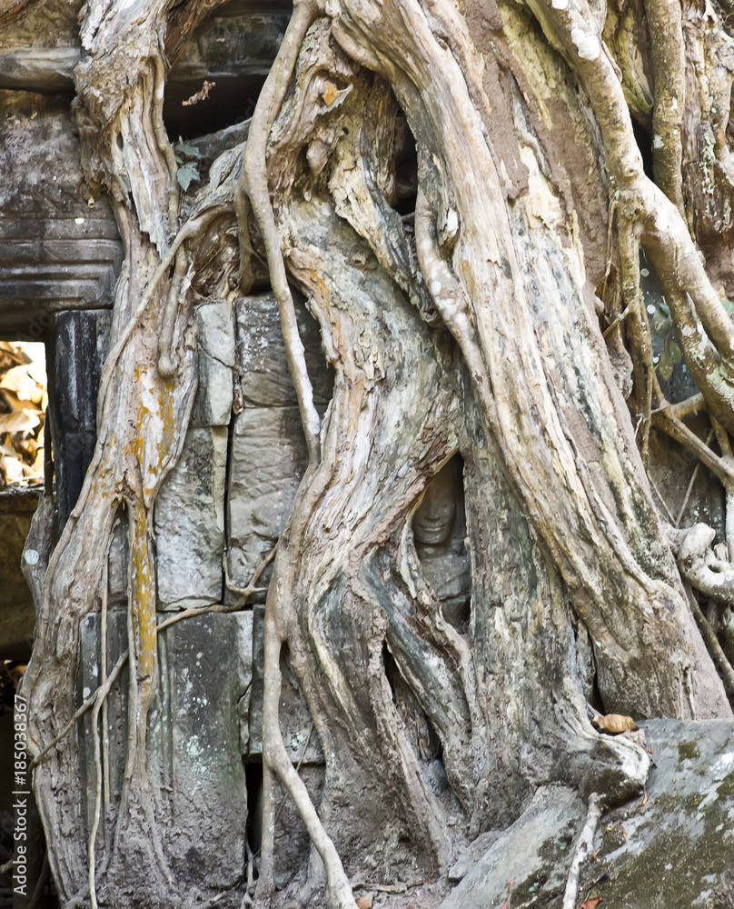 the face of ancient god is visible through an interlacing of roots of a tree in ruins of the temple, Siem Reap, Cambodia..