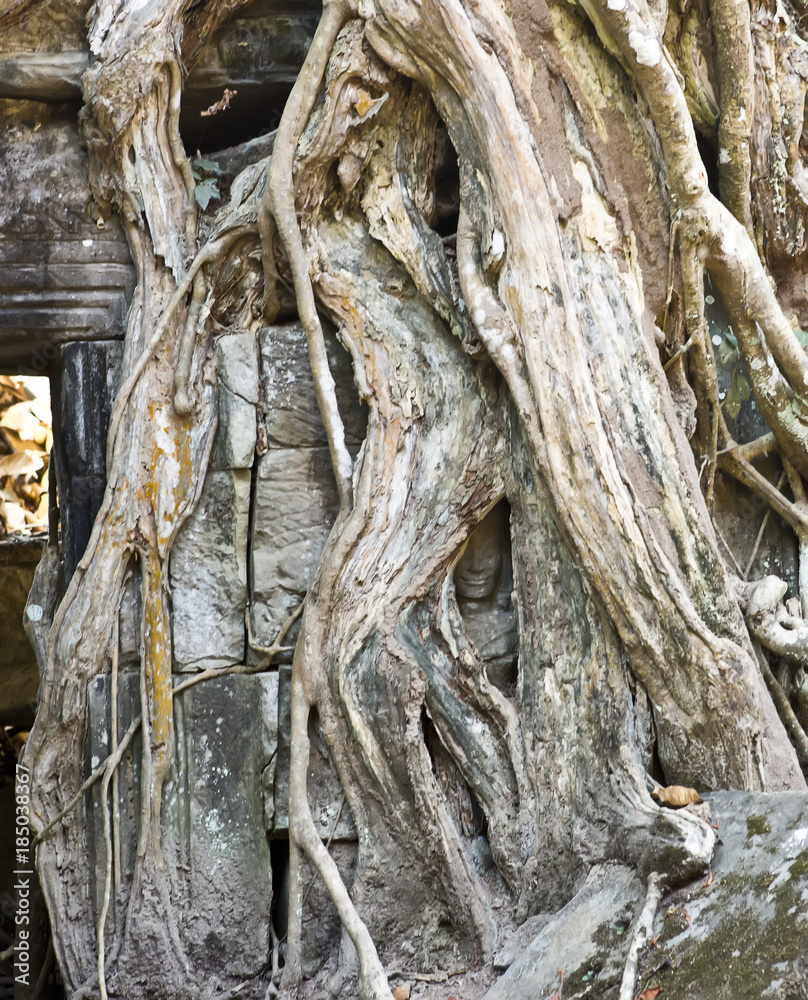the face of ancient god is visible through an interlacing of roots of a tree in ruins of the temple, Siem Reap, Cambodia.. the face of ancient god is visible through an interlacing of roots of a tree in ruins of the temple, Siem Reap, Cambodia..