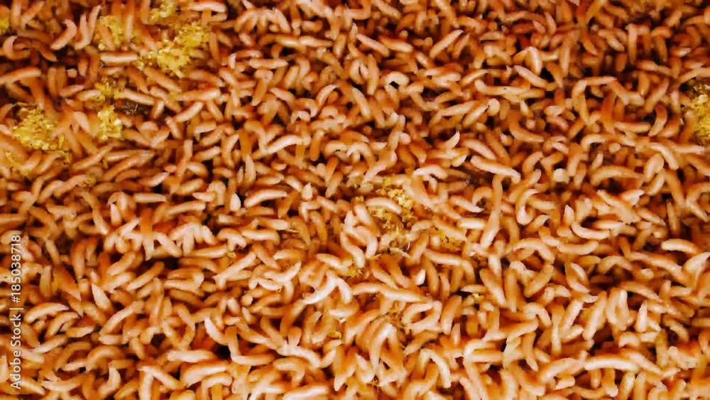 a tangle of red manure worms closeup a tangle of red manure worms closeup