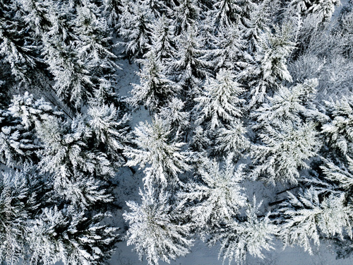 Aerial view of snow covered forest in winter in Switzerland, Europe © Mario