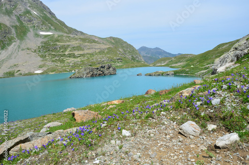 Альпийские колокольчики на берегу Имеретинского озера (озера Безмолвия)