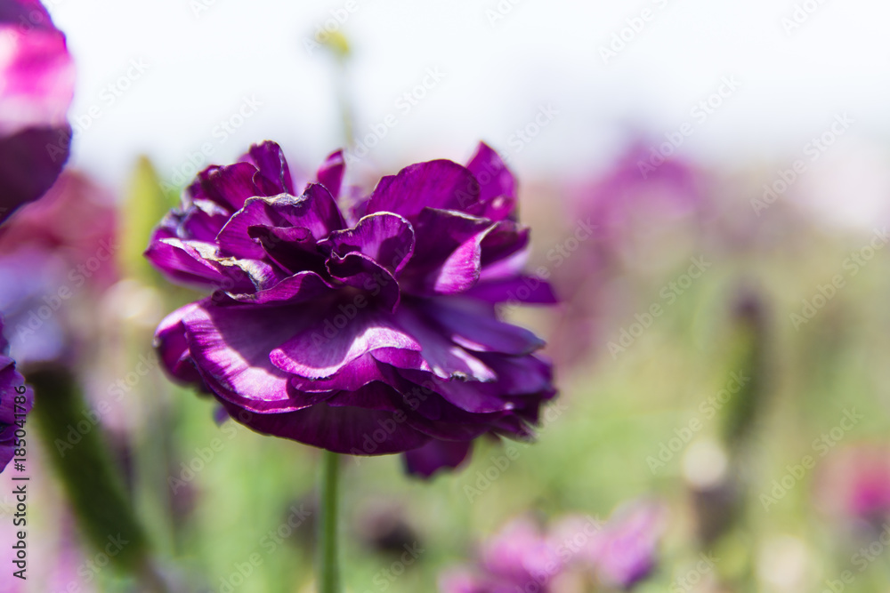 Purple Buttercup flower