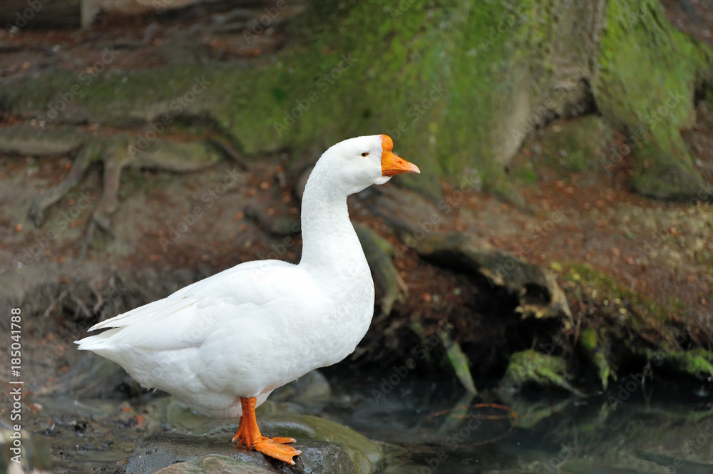 Side view of white goose. Side view of white goose.