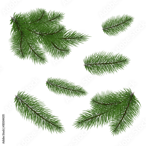 Set: fir branches. Fir tree branches for decoration. Drawing. Vector illustration. Eps 10.