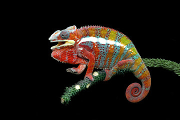 Handdoek met foto Kameleon Pantherkameleon in levendige kleuren  © kuritafsheen