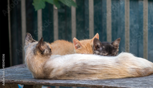 A cat feeds milk of two differently colored kittens. Selective focus. photo