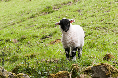 A scottish blackface lamb