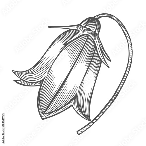Bell flower illustration