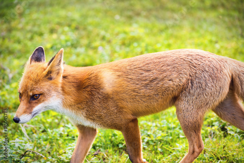 the fox (Vupes vulpes) is coming! photo