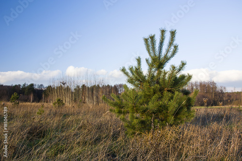 Green pine in dry grass on a wild meadow © darekb22