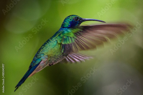 Hummingbird(Trochilidae)Flying gems © vaclav