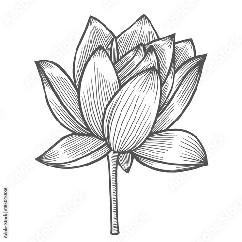 Water Lily flower illustration
