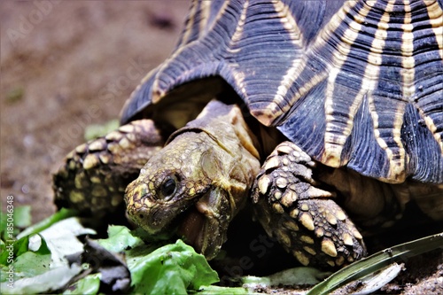 Fotografie Schildkröte. Burmesische Stern-Schildkröte.