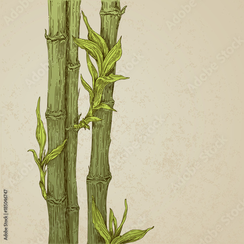 Vintage background with green bamboo on old paper. Engraving style. Vector illustration.