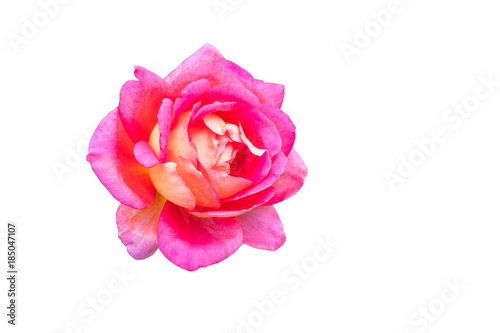 a pink rose isolated on the white background