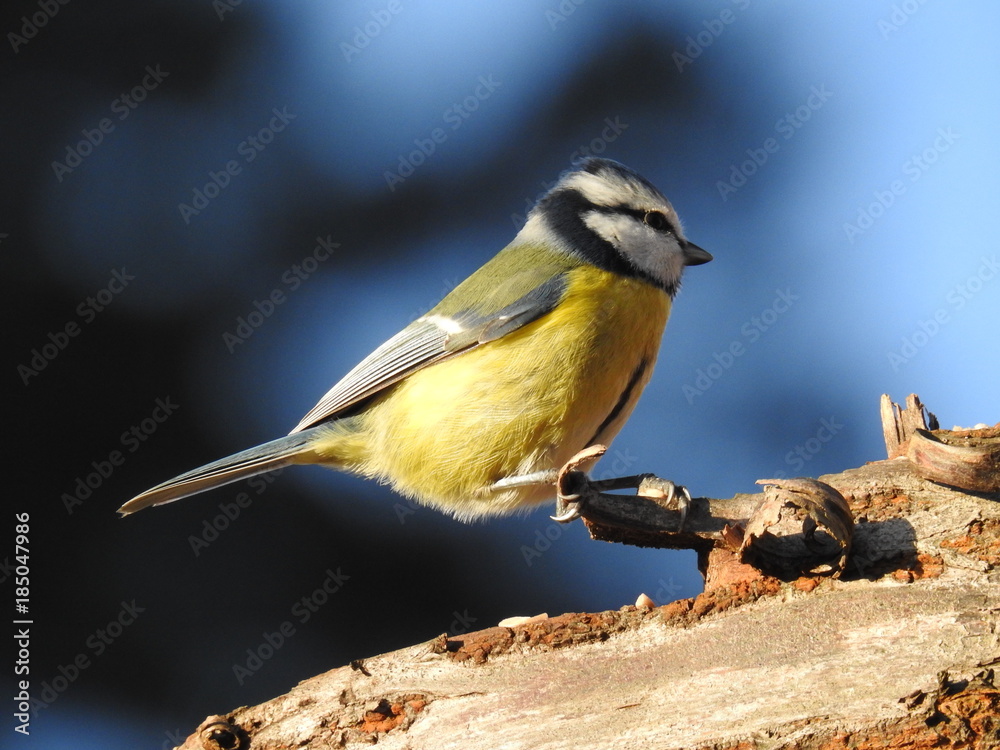 Obraz premium Beautiful blue tit