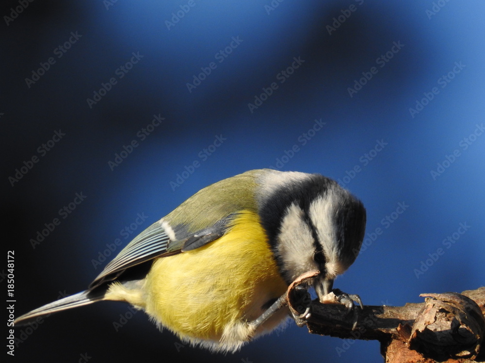 Obraz premium Beautiful blue tit