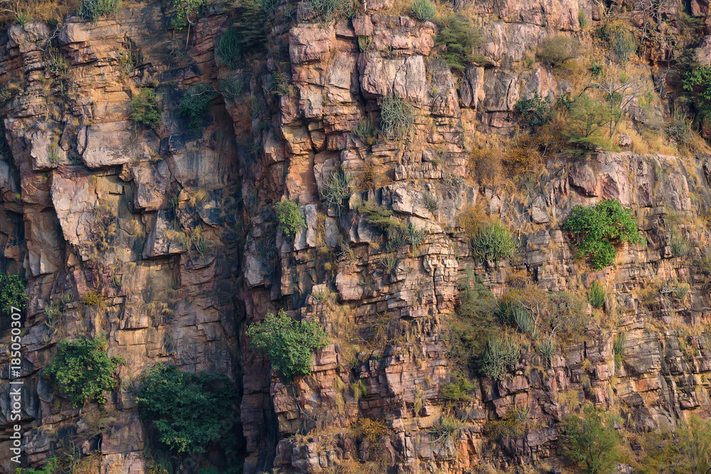 Landscape of Ranthambore, India. Lonely tree Landscape of Ranthambore, India. Lonely tree