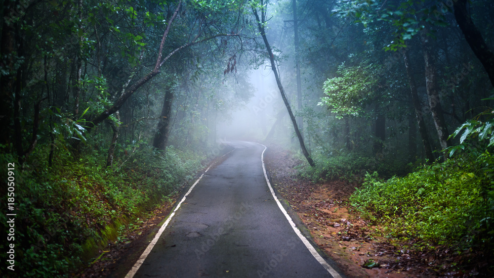 Fototapeta premium road through in dark forest with mist