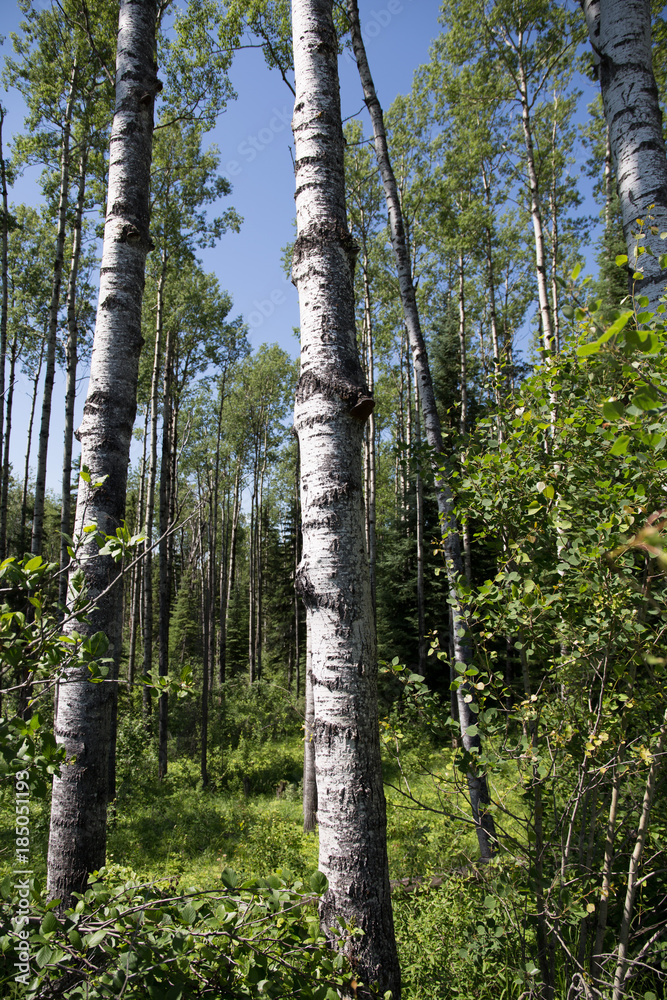 Fototapeta premium Birch Trees