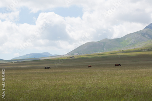 Cavalli davanti al Monte, Parco Nazionale Gran Sasso e Monti della Laga 