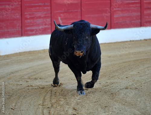 toro en españa