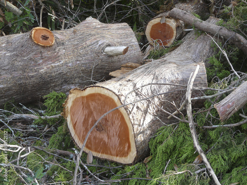 Cut Eastern Red Cedar Logs. Eastern Red Cedar logs that were cut from a tree damaged in a storm lie on the ground among boughs and limbs.