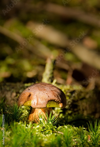Edible Mushroom
