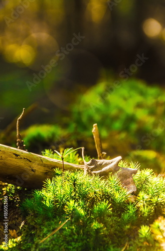Undergrowth