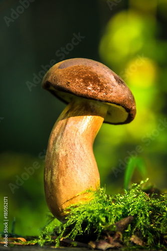 Edible Mushroom