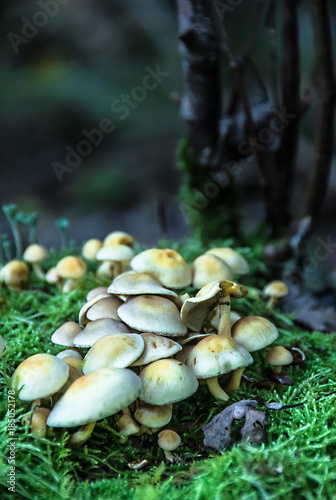Non-edible Mushroom