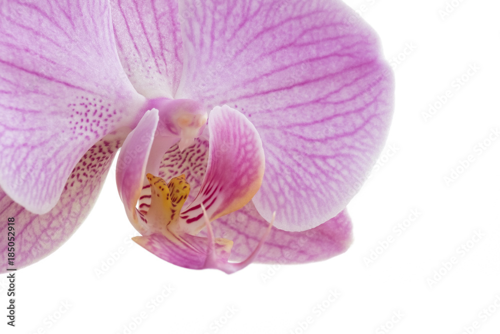 Fototapeta premium Closeup of magenta Phalaenopsis orchid on white background