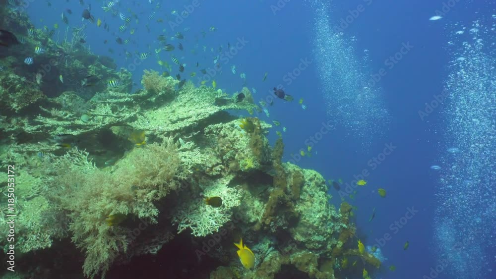 Fish and coral reef. Dive, underwater world, corals and tropical fish. Bali,Indonesia. Diving and snorkeling in the tropical sea. Wonderful and beautiful underwater world with corals and tropical fish Fish and coral reef. Dive, underwater world, corals and tropical fish. Bali,Indonesia. Diving and snorkeling in the tropical sea. Wonderful and beautiful underwater world with corals and tropical fish